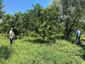 Narenciye bahçelerindeki verim kaybı araştırılıyor
