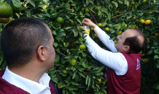 Narenciyenin başkentinde zararlıya karşı biyolojik başarı
