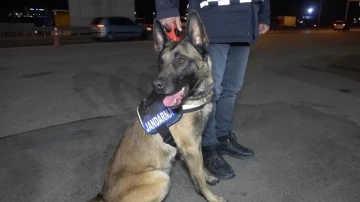 Narkotik köpeği ’Tepe’ buldu, sırt çantasından uyuşturucu çıktı
