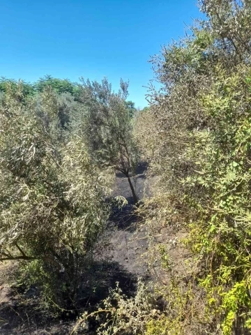 Nazilli’deki arazi yangını söndürüldü
