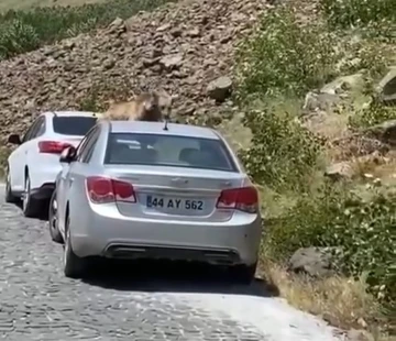 Nemrut’ta ayılar bu kez yol kesip arabaların üstüne çıktı
