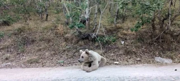 Nemrut’un ayıları vatandaşların ilgi odağı olmaya devam ediyor
