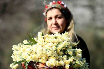 Nergis hasadı yüzleri güldürdü
