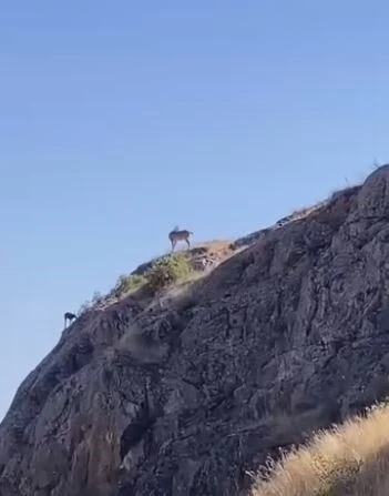 Nesli koruma altındaki dağ keçileri Harput’ta görüntülendi
