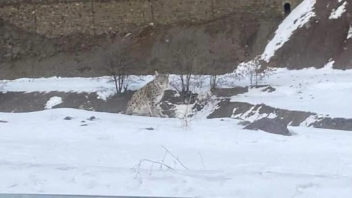 Nesli tükenme tehdidi altında! Elazığ’da görüldü