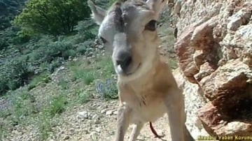 Nesli tükenme tehlikesi altındaydı! Anadolu yaban koyunundan sevindirici haber