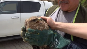 Nesli tükenmekte olan ‘kızıl şahin’ tedavisinin ardından doğaya salındı
