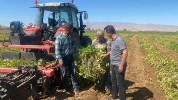 Niğde’de kuru fasulye ve barbunyada 65 bin ton rekolte bekleniyor
