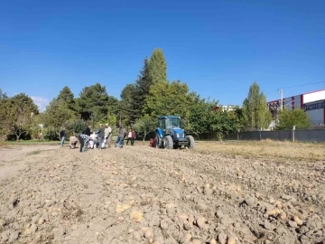 Niğde’de yerli patates ‘Leventbey’de hasat dönemi başladı
