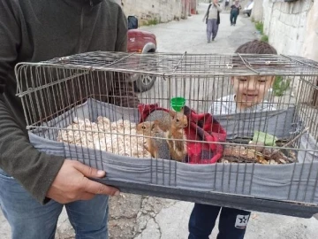 Odunların arasında bulunan yavru sincaplar, doğaya salındı