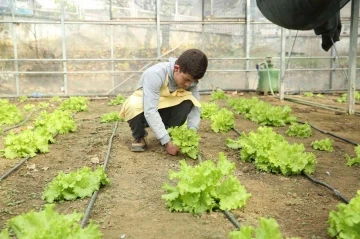 Öğrenciler serada yetiştirdikleri ürünlerden gelir elde ediyor
