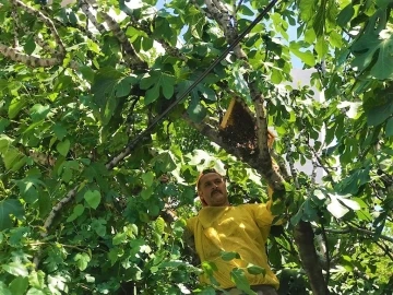 Oğul veren arılar şehri bastı
