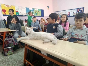 Okullu kedi Çakıl 6 yıldır öğrencilerle birlikte derslere giriyor
