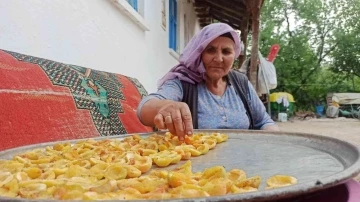 Olgunlaşan kayısılar kurutulmaya bırakıldı
