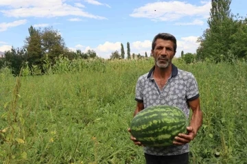 Oltu’da yerli üretim karpuz ilgi görüyor
