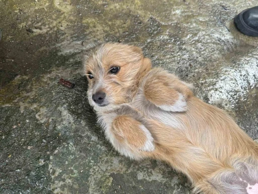 Önce çöpü attı sonra köpeğini sokağa bırakıp gitti, o anlar güvenlik kamerasında
