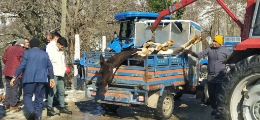 Ordu’da ahırda çıkan yangında 5 büyükbaş hayvan telef oldu
