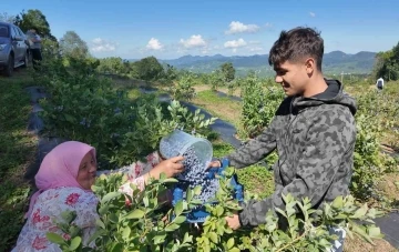 Ordu’da mavi yemiş kazandırıyor
