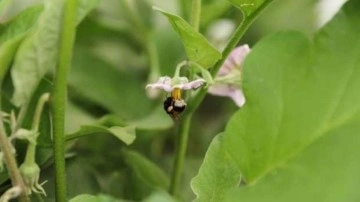 Ordu tarımda verim ve kaliteyi &lsquo;bombus arısı&rsquo; ile arttıracak