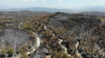 Orman yangınlarına keçiboynuzlu tampon bölge önerisi
