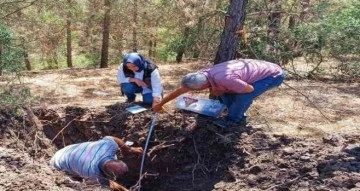 Orman zararlıları araştırıyor