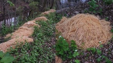 Ormanda bulunan 230 kiloluk makarnanın gizemi çözüldü