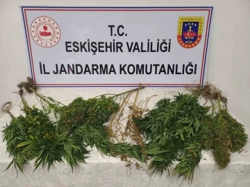 Ormanlık alanda kenevir yetiştiren şahıslar hakkında işlem başlatıldı
