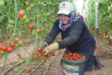 Örtü altı domateste ikinci hasat başladı
