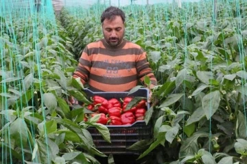 Örtüaltı hasat başladı, fiyatlardaki düşüş yüzde 50'yi buldu