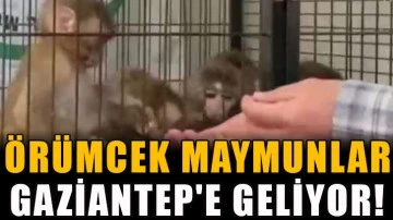 Örümcek maymunlar Gaziantep'e geliyor!