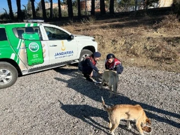 Osmaniye’de, jandarma sokak hayvanlarını besledi