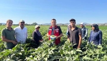 Osmaniye’de sezonda 6 bin 500 ton bamya üretimi yapılıyor