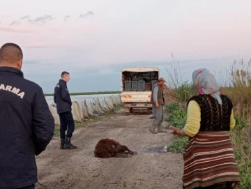 Otlaktan dönen 25 koyun yolda bir bir öldü