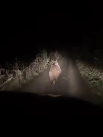 Otomobilden korkup kaçan ayı kamerada
