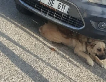 Otomobilin altına sıkışan köpeği itfaiye kurtardı
