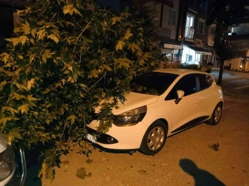 Otomobilin üzerine ağaç dalı devrildi
