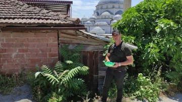 (Özel) Anneleri öldürüldü, yavrular da ölmesin diye başlarında nöbet tutuyor
