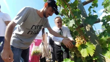 Özel bireyler bağ bozumuyla üzüm topladı
