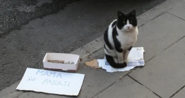 (ÖZEL) Bu kedi mama parası biriktirmek için kaldırımda bekliyor
