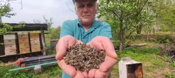 (Özel) Bursa’da arı faciası...Yüzlerce kovan arı telef oldu
