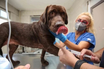 (Özel) Bursa’da ilk kez bir köpek, hücre kök tedavisiyle sağlığına kavuştu
