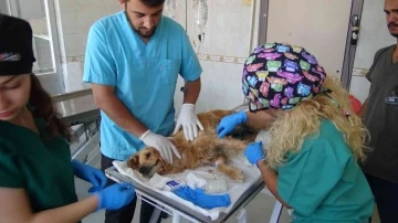 (Özel) Bursa’da ormana bırakılan cins köpeğin meme kanseri tedavisi devam ediyor
