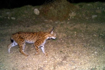 (ÖZEL) Eskişehir’in gizemli vaşağı böyle görüntülendi
