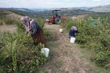 (Özel) Hücreleri yeniliyor, diabete iyi geliyor şimdi pazar arıyor
