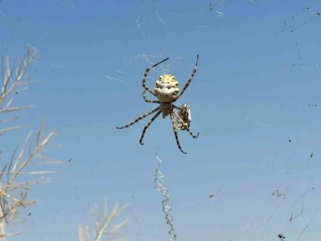 (ÖZEL) Örümceği görünce tarlasına girmeye korkar oldu
