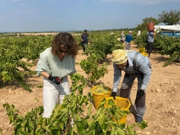 Paraşütçü kaymakam şalvar giyip üzüm topladı
