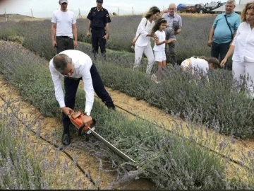 Paşalimanı Adası’nda lavanta hasadı gerçekleşti
