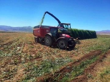 Pasinler’de silajlık mısır hasadı başladı
