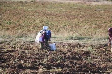 Patates hasadı sona erdi, vatandaşlar tarlaya akın etti
