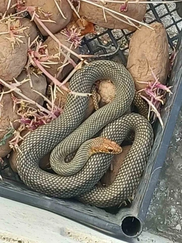 Patates kasasına giren yılan doğaya salındı
